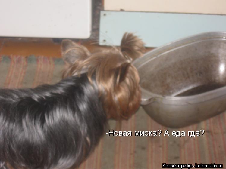 Котоматрица: -Новая миска? А еда где?
