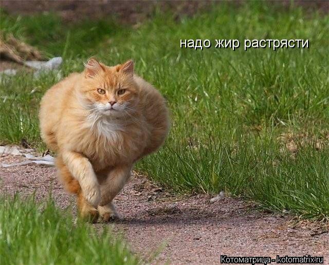 надо жир растрясти... Котоматрица: надо жир растрясти