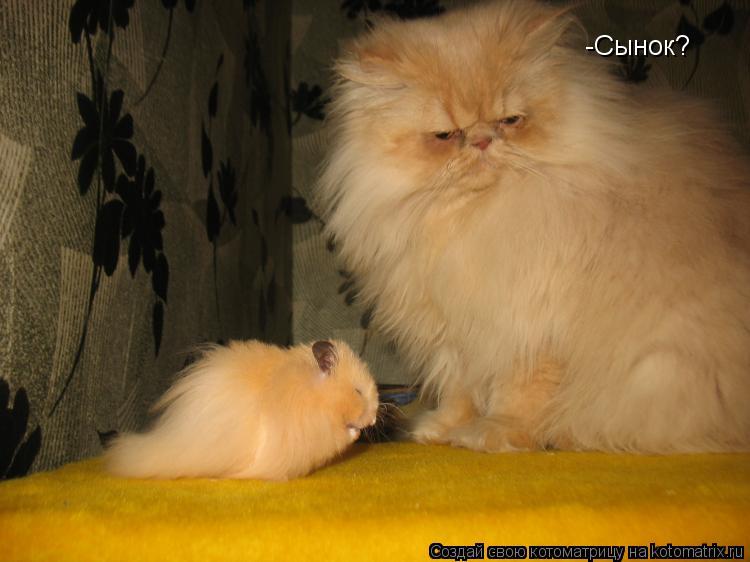 Котоматрица: -Сынок?