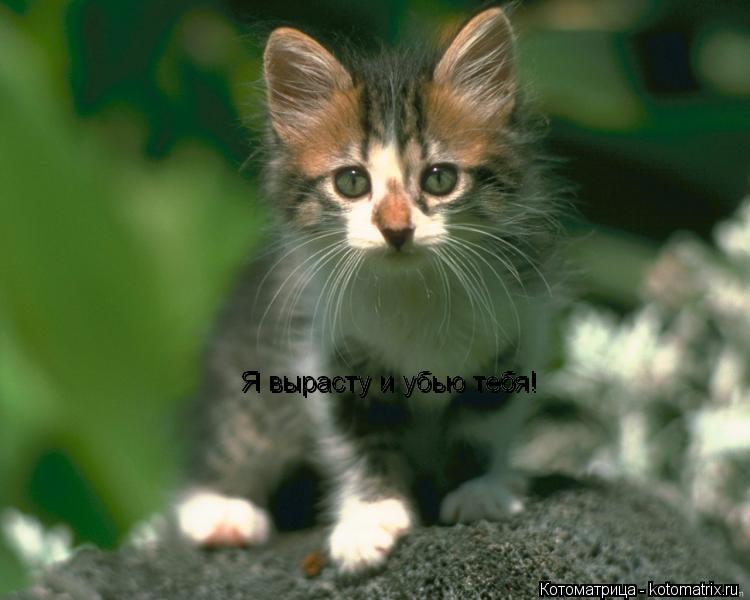 Котоматрица: Я вырасту и убью тебя! Я вырасту и убью тебя!