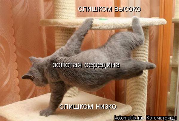 Котоматрица: слишком высоко слишком низко золотая середина