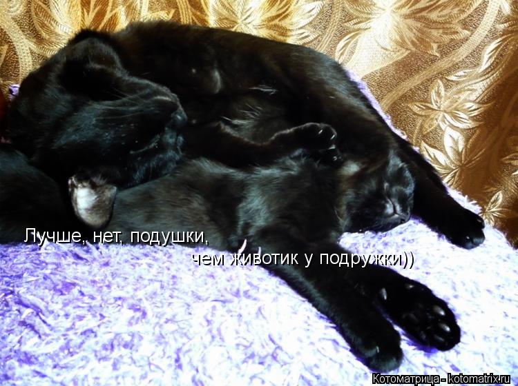 Котоматрица: Лучше, нет, подушки, чем животик у подружки))