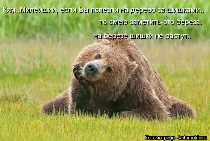 Котоматрица: Кхм..Милейший, если Вы полезли на дерево за шишками.. то смею заметить-это береза. на березе шишки не растут..
