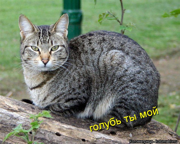 Котоматрица: голубь ты мой