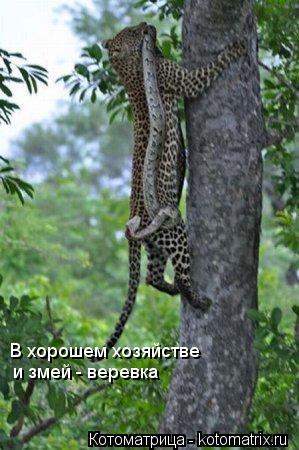 Котоматрица: В хорошем хозяйстве  и змей - веревка