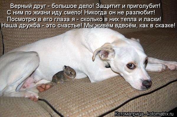 Верный друг - большое дело! Защитит и приголубит! С ним по жизни иду смело! Никогда он не разлюбит! П... Котоматрица: Верный друг - большое дело! Защитит и приголубит! С ним по жизни иду смело! Никогда он не разлюбит! Посмотрю в его глаза я - сколько в них тепла