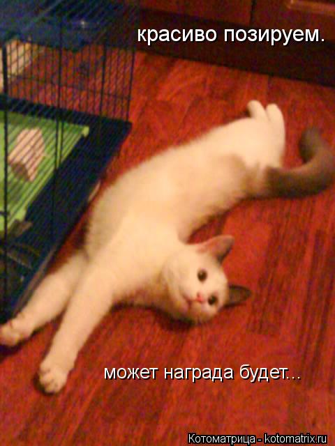 красиво позируем. может награда будет...... Котоматрица: красиво позируем. может награда будет...