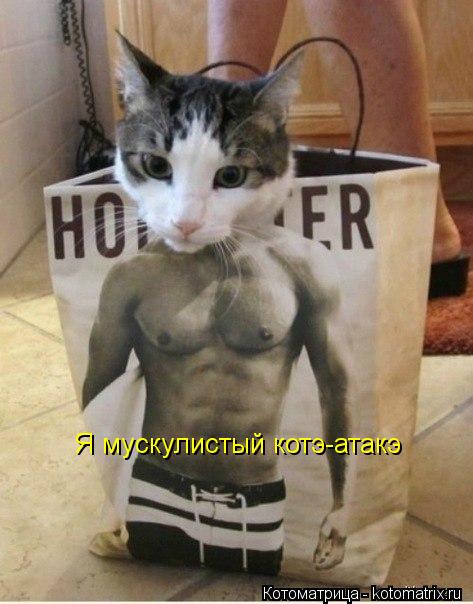 Котоматрица: Я мускулистый котэ-атакэ