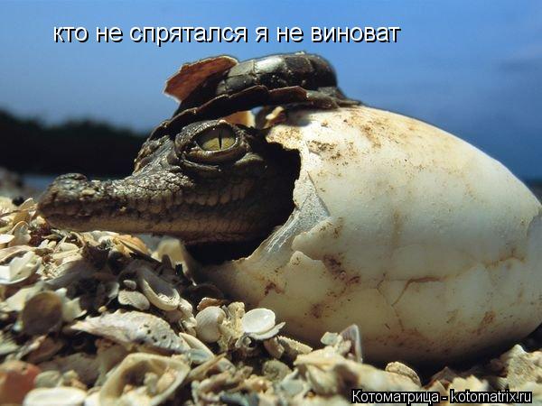кто не спрятался я не виноват... Котоматрица: кто не спрятался я не виноват