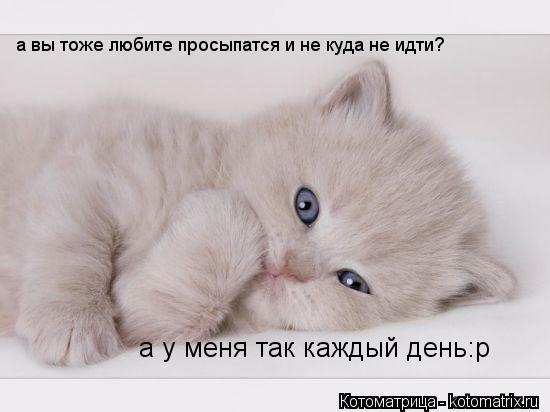 Котоматрица: а вы тоже любите просыпатся и не куда не идти? а у меня так каждый день:р