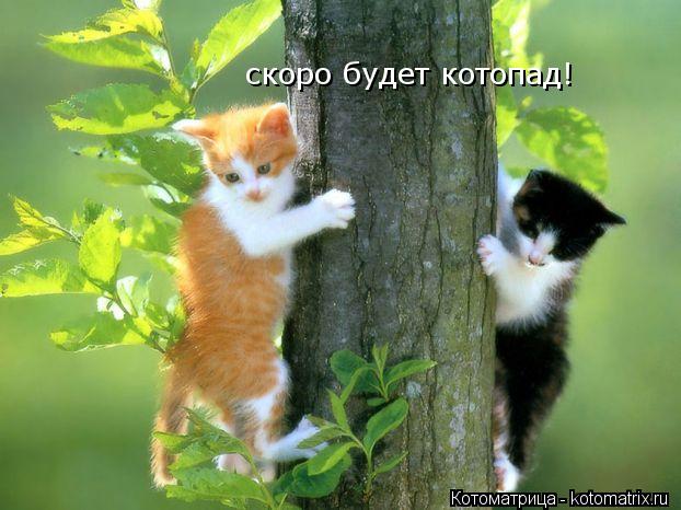 Котоматрица: скоро будет котопад!