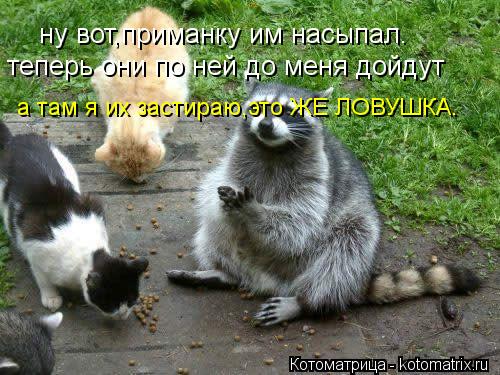 Котоматрица: ну вот,приманку им насыпал. теперь они по ней до меня дойдут а там я их застираю,это ЖЕ ЛОВУШКА.