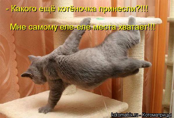 - Какого ещё котёночка принесли?!!! Мне самому еле-еле места хватает!!!... Котоматрица: - Какого ещё котёночка принесли?!!! Мне самому еле-еле места хватает!!!