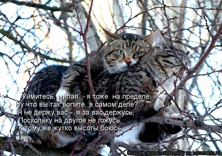 Котоматрица: Ну что вы так вопите, в самом деле? Я не держу вас -  я за вас держусь,  Поскольку на другое не гожусь.  Уймитесь, милая,   я тоже  на пределе.  К то