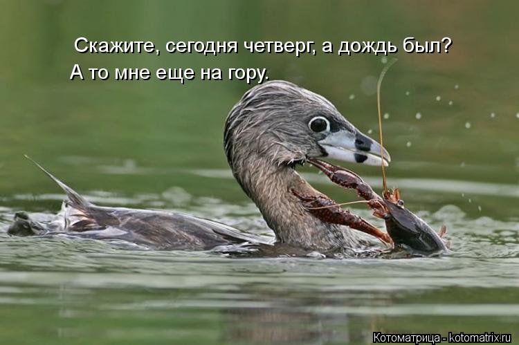 Скажите, сегодня четверг, а дождь был? А то мне еще на гору.... Котоматрица: Скажите, сегодня четверг, а дождь был? А то мне еще на гору.