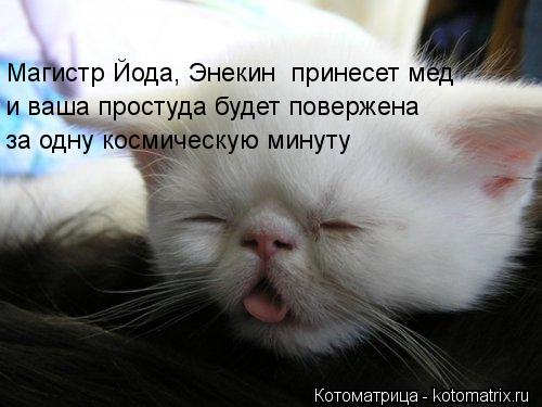 Котоматрица: Магистр Йода, Энекин  принесет мед  и ваша простуда будет повержена  за одну космическую минуту