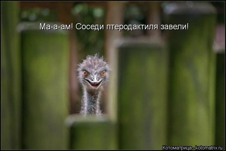 Котоматрица: Ма-а-ам! Соседи птеродактиля завели!