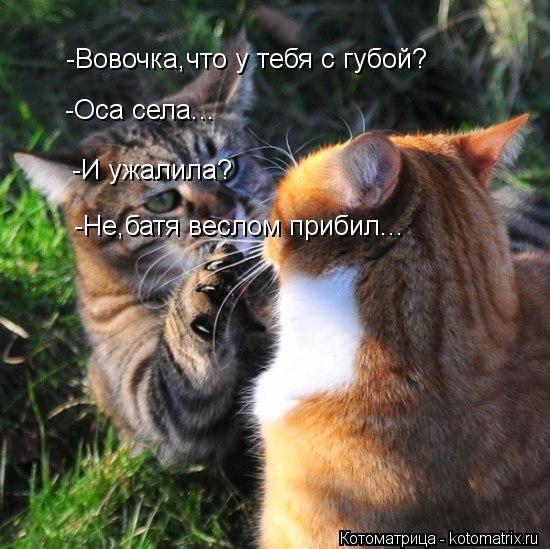 Котоматрица: -Вовочка,что у тебя с губой? -Оса села... -И ужалила? -Не,батя веслом прибил...