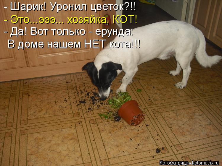 Котоматрица: - Шарик! Уронил цветок?!! - Это...эээ... хозяйка, КОТ! - Да! Вот только - ерунда: В доме нашем НЕТ кота!!!