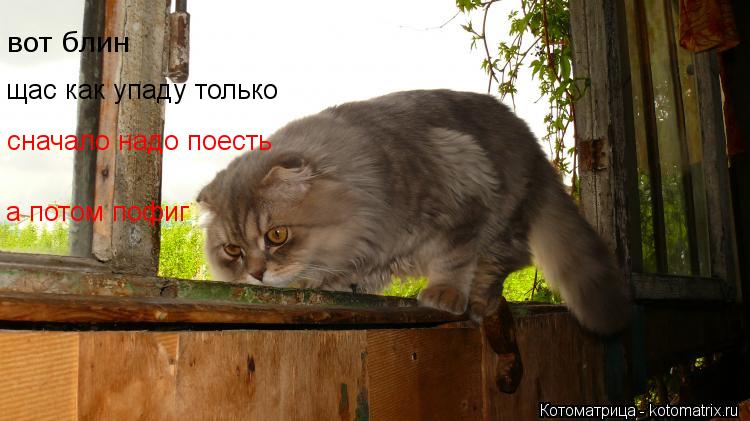 Котоматрица: вот блин  вот блин щас как упаду только сначало надо поесть а потом пофиг