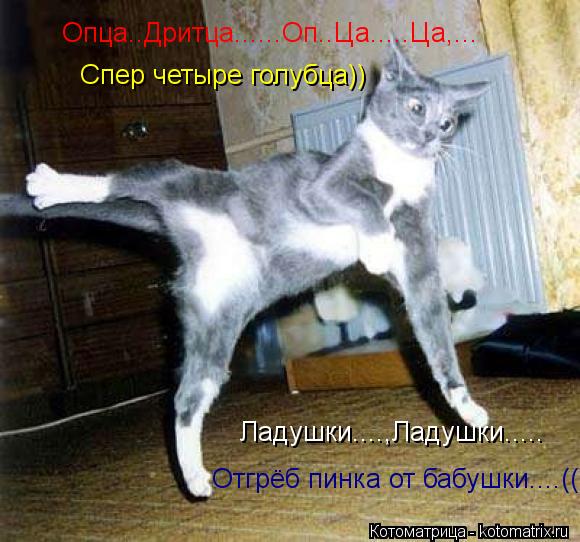 Котоматрица: Опца..Дритца......Оп..Ца.....Ца,... Спер четыре голубца)) Ладушки....,Ладушки..... Отгрёб пинка от бабушки....((