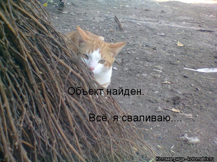Котоматрица: Объект найден.  Всё, я сваливаю....