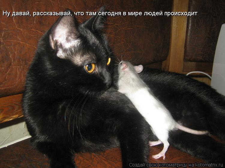 Котоматрица: Ну давай, рассказывай, что там сегодня в мире людей происходит