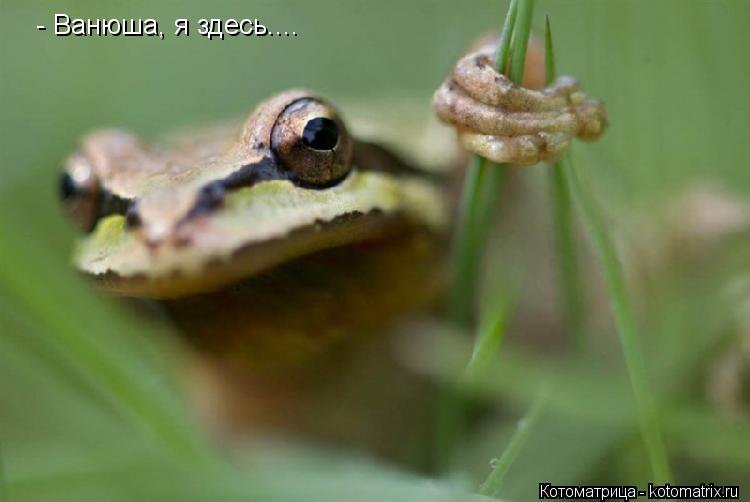 - Ванюша, я здесь....... Котоматрица: - Ванюша, я здесь....