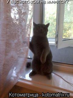 Котоматрица: У вас колбаски не имеется?