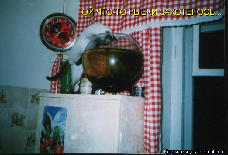 ОЙ ЧТО-ТО РЫБКИ ЗАХОТЕЛОСЬ....... Котоматрица: ОЙ ЧТО-ТО РЫБКИ ЗАХОТЕЛОСЬ....