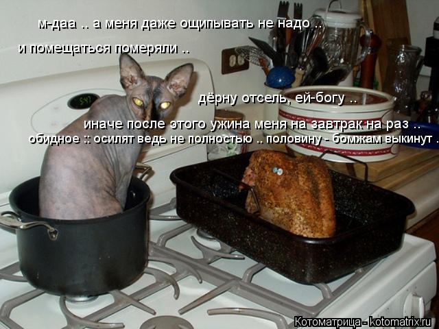 м-даа .. а меня даже ощипывать не надо .. и помещаться померяли .. дёрну отсель, ей-богу .. иначе пос... Котоматрица: м-даа .. а меня даже ощипывать не надо .. и помещаться померяли .. дёрну отсель, ей-богу .. иначе после этого ужина меня на завтрак на раз .. обидн
