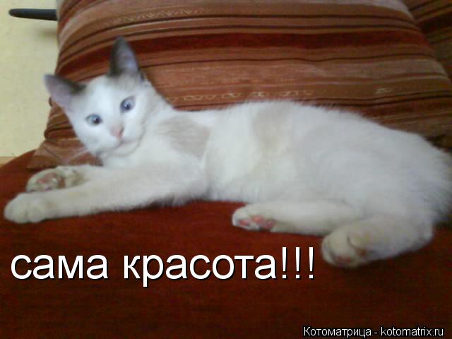 сама красота!!!... Котоматрица: сама красота!!!