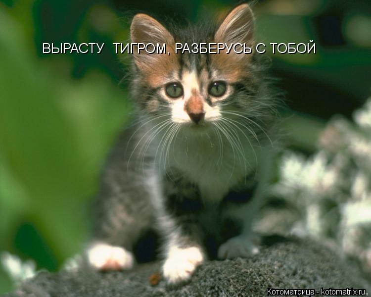 Котоматрица: ВЫРАСТУ  ТИГРОМ, РАЗБЕРУСЬ С ТОБОЙ