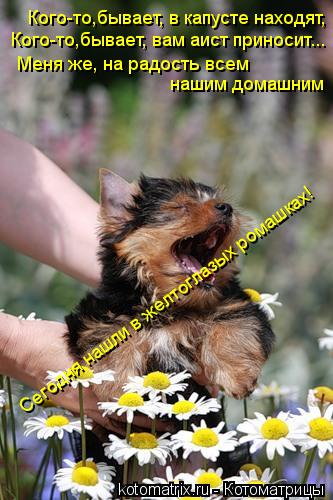Котоматрица: Кого-то,бывает, в капусте находят, Кого-то,бывает, вам аист приносит... Меня же, на радость всем  нашим домашним Сегодня нашли в желтоглазых ро