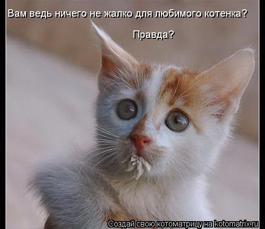 Вам ведь ничего не жалко для любимого котенка? Правда?... Котоматрица: Вам ведь ничего не жалко для любимого котенка? Правда?