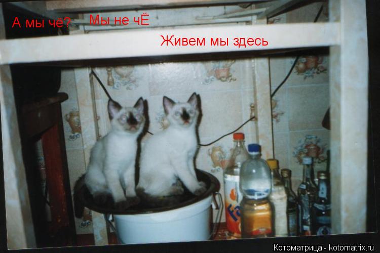 Котоматрица: А мы чё? Мы не чЁ Живем мы здесь