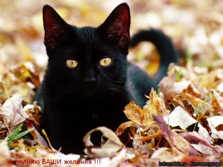 Котоматрица: Исполняю ВАШИ желания !!!