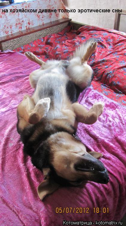Котоматрица: на хозяйском диване только эротические сны