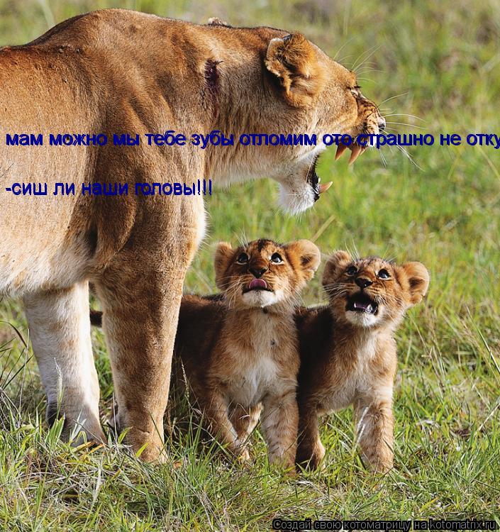 Котоматрица: мам можно мы тебе зубы отломим ото страшно не откусиш ли наши головы мам можно мы тебе зубы отломим ото страшно не откусиш ли наши головы -си