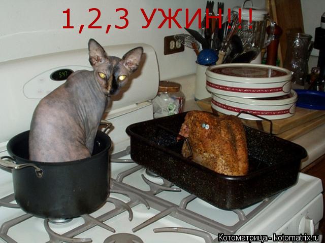 1,2,3 УЖИН!!!... Котоматрица: 1,2,3 УЖИН!!!