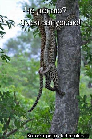 Котоматрица: -Чё делаю? Змея запускаю!