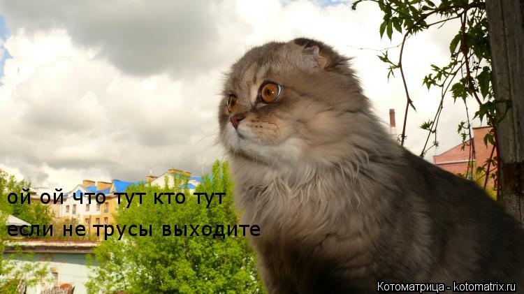 Котоматрица: ой ой что тут кто тут  ой ой что тут кто тут  если не трусы выходите