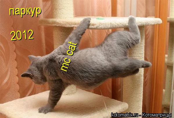 паркур 2012 mc cat... Котоматрица: паркур 2012 mc cat