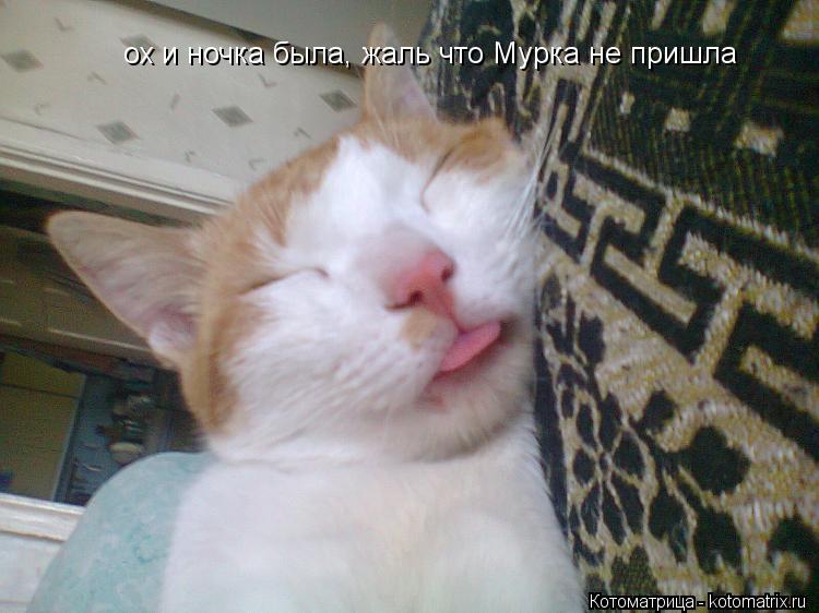 Котоматрица: ох и ночка была, жаль что Мурка не пришла