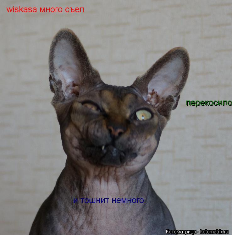 wiskasa много съел перекосило и тошнит немного... Котоматрица: wiskasa много съел перекосило и тошнит немного