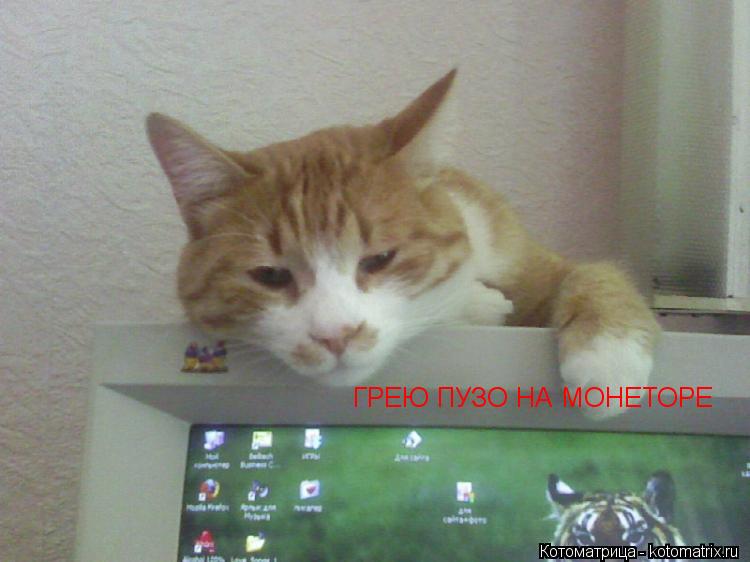 ГРЕЮ ПУЗО НА МОНЕТОРЕ... Котоматрица: ГРЕЮ ПУЗО НА МОНЕТОРЕ