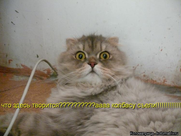 Котоматрица: что здесь творится??????????аааа колбасу съели!!!!!!!!!!!!!!!