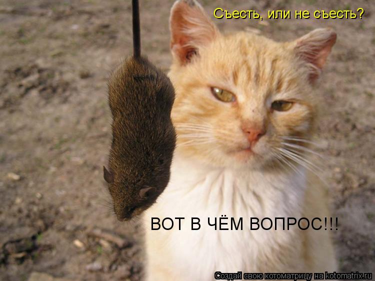 Котоматрица: Съесть, или не съесть? ВОТ В ЧЁМ ВОПРОС!!!