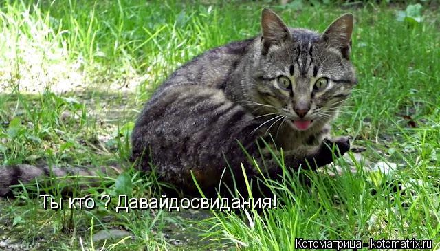 Ты кто ? Давайдосвидания!... Котоматрица: Ты кто ? Давайдосвидания!