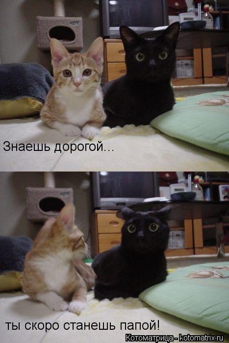 Знаешь дорогой... ты скоро станешь папой!... Котоматрица: Знаешь дорогой... ты скоро станешь папой!